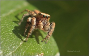 <p>SKÁKAVKA OBECNÁ (Evarcha falcata) ---- /species of jumping spiders - Spinnenart aus der Familie der Springspinnen/</p>